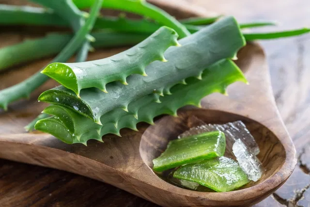 beneficios do aloe vera 32840 l
